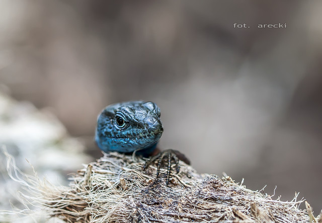 niebieski ''krokodyl'' :-D Arecki Sz #274766