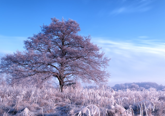 Poranny przymrozek Krzysztof Tollas #302721