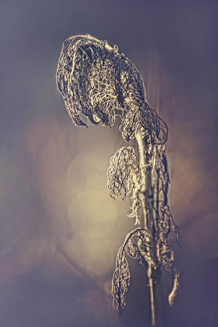 PRZEMEK KIJOWSKI -AUTOR #152534