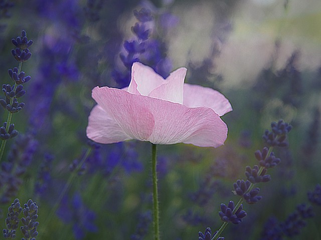 OLYMPUS DIGITAL CAMERA OLYMPUS DIGITAL CAMERA kasiadzie #307383