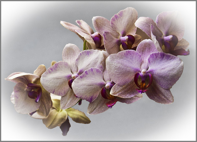 storczyk maratoja #245812