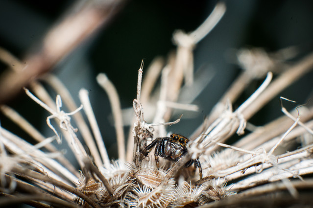 SONY DSC SONY DSC Łukasz Łagód #212812