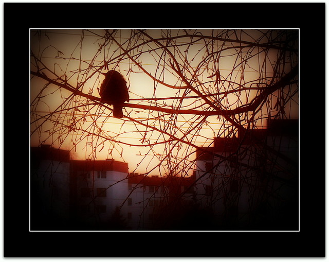 Picasa <SAMSUNG DIGITAL CAMERA>