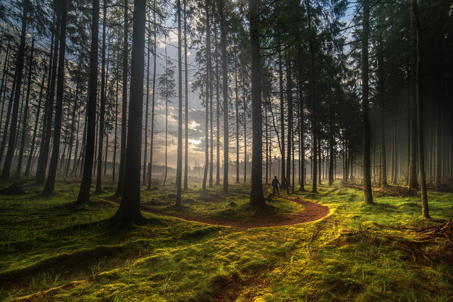 MikolajAniol #331379