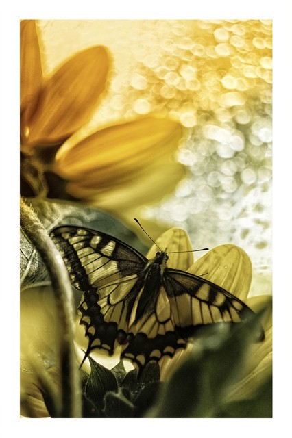 Jacek Kanigowski #301937