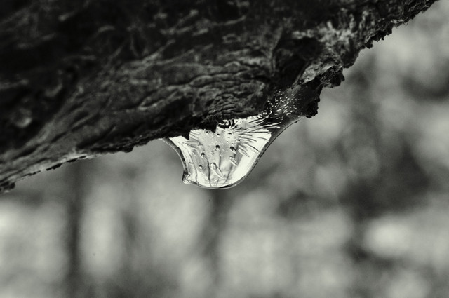 Barbara Luckyman #195019