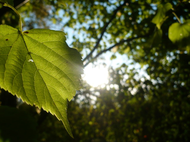 Sandra Zwolińska #173058
