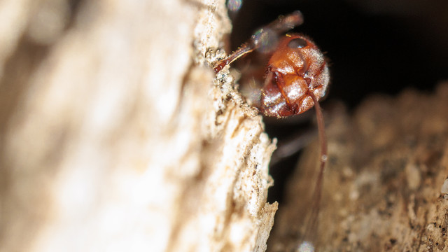 Buzia mocarnej. Tak nazywam jeden z gatunków mrówek. Staszek