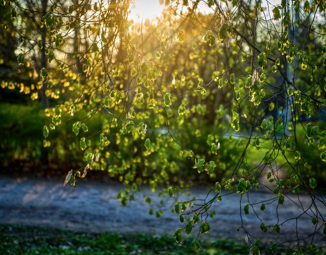 Tomasz Naglik #348865