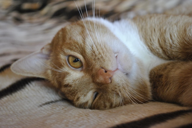 Paweł Roman #115735