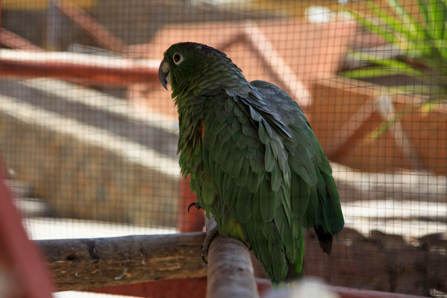 Papuga w klatce. Wybrzeże Pacyfiku w okolicach hotelu Puerto