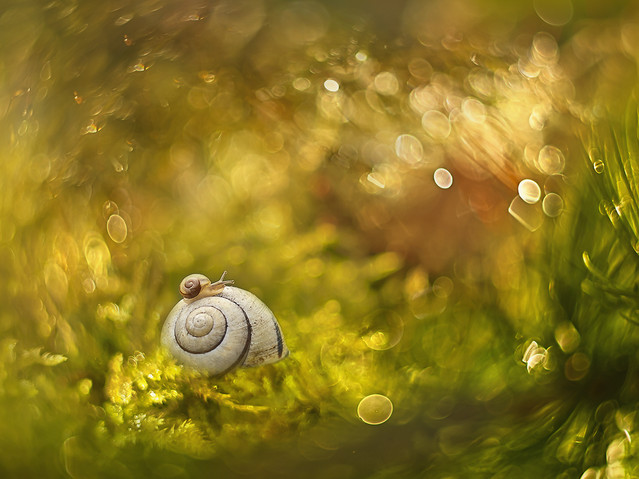 macrofun Muszelkowo-ślimakowa galaktyka