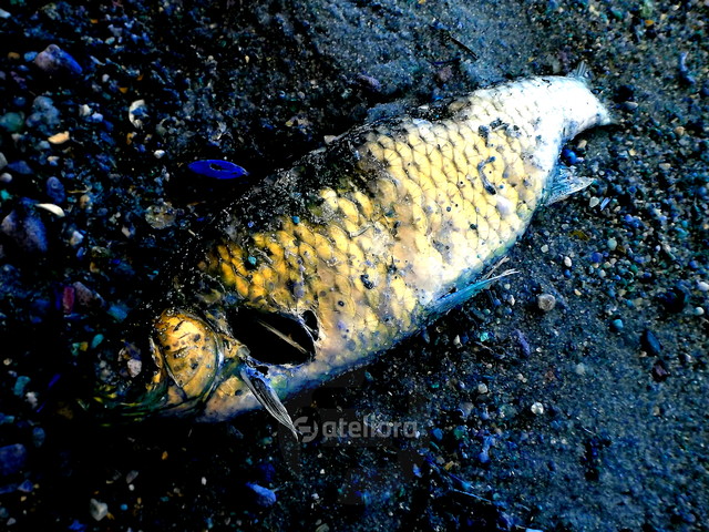 Złota Płotka Ryszard Staniec #193435