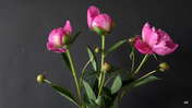 Picasa 