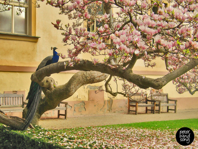 Peter Windsong #214479