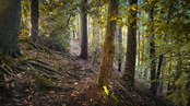 atenytom in the silence of autumn