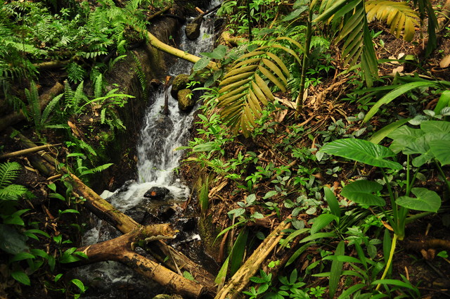 eden project bartii #106792