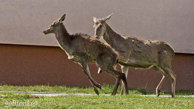 Awantura. Większa łania podniosła kopytko na mniejszą łanię.