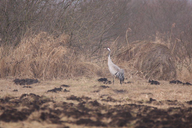 Tomasz Pisulla #290430