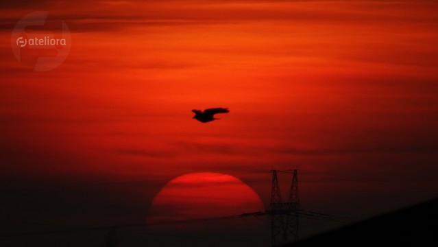 Picasa #300968