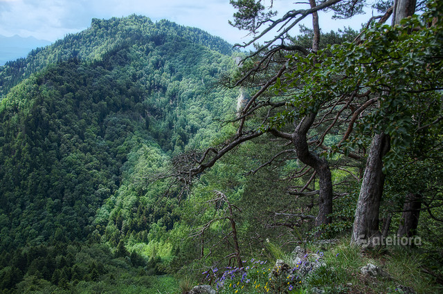 Sokolica Zbigniew Kapusta #348161