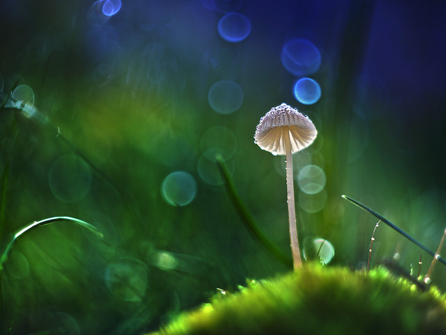 macrofun Pejzaż z muchomorkiem :)