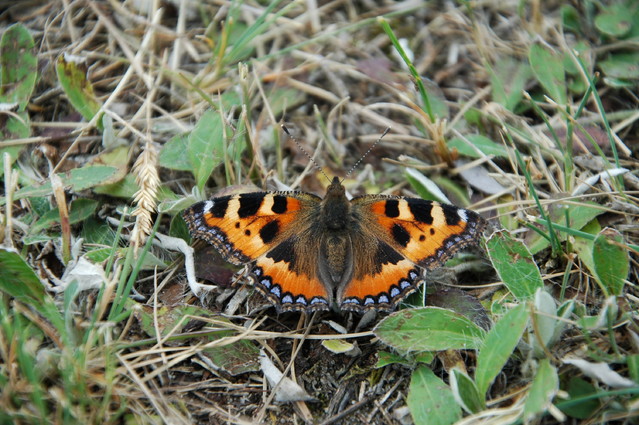 qcyber Rusałka pokrzywnik (Aglais urticae)