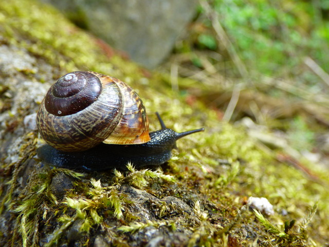 Natalia Cierebiej #298376