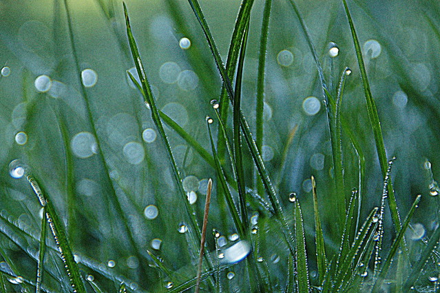 SONY DSC Picasa #162457