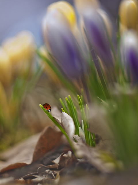 macrofun W moim ogrodzie...