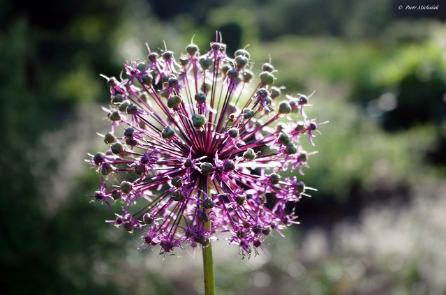 Piotr Michalak #266573