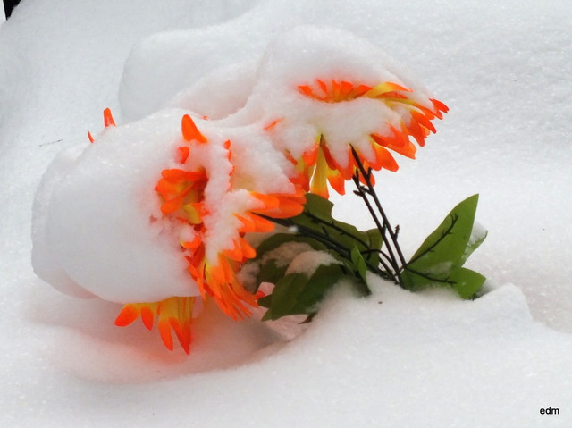 Zima 24.01.2013 Picasa #191427