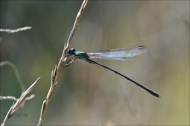 Iglica mała (?) Zygzag #349521
