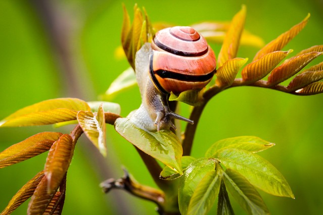 Ślimaczek : Marcin STIEBAL #306174