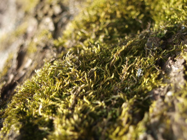 seylll OLYMPUS DIGITAL CAMERA