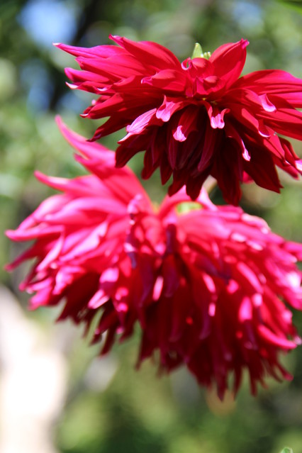 Agnieszka Szczygielska #295434