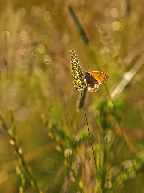 macrofun Łąkowe pejzaże ze strzępotkiem