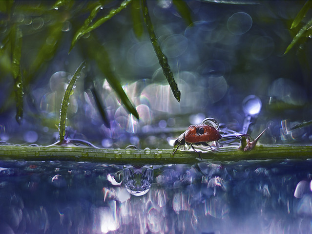 macrofun Most do macrotopii