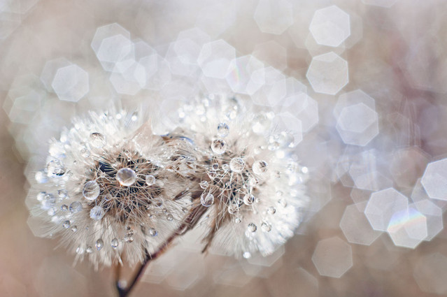 Zakochani DrozdaIMMAGINE #174955