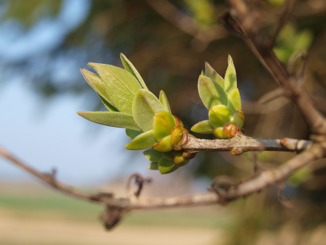 seylll OLYMPUS DIGITAL CAMERA