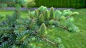 Picasa 