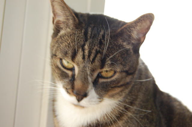 Karolina Lisowiec #139032