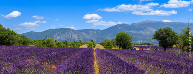 VALENSOLE Piotr Schmidt #348980
