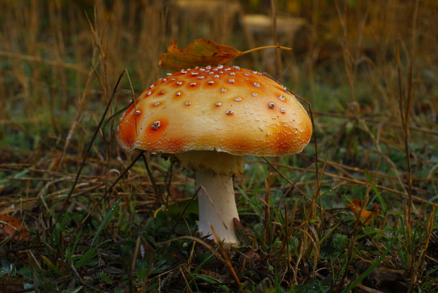 SONY DSC Misiekmaestro #173726