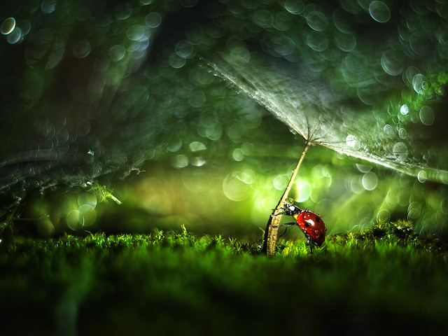 macrofun Pod baldachimem