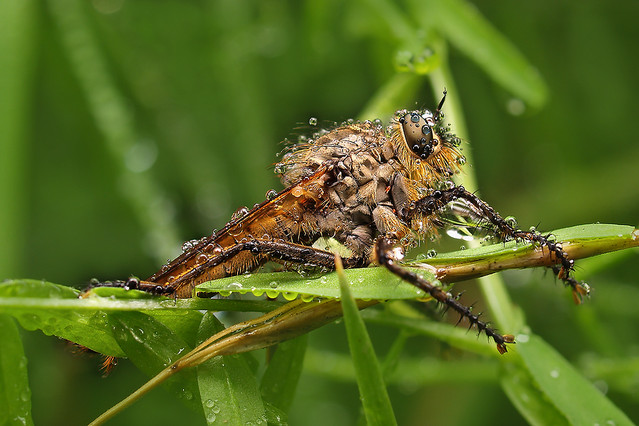 macrofun Łowik czarniawy