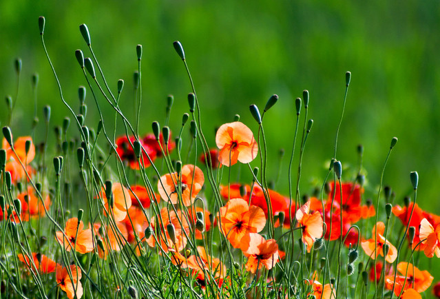 Maki znad Zalewu Koszyckiego w Pile Krzysztof Tollas #316703