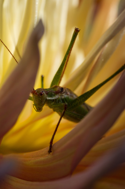 SONY DSC SONY DSC Łukasz Łagód #223292