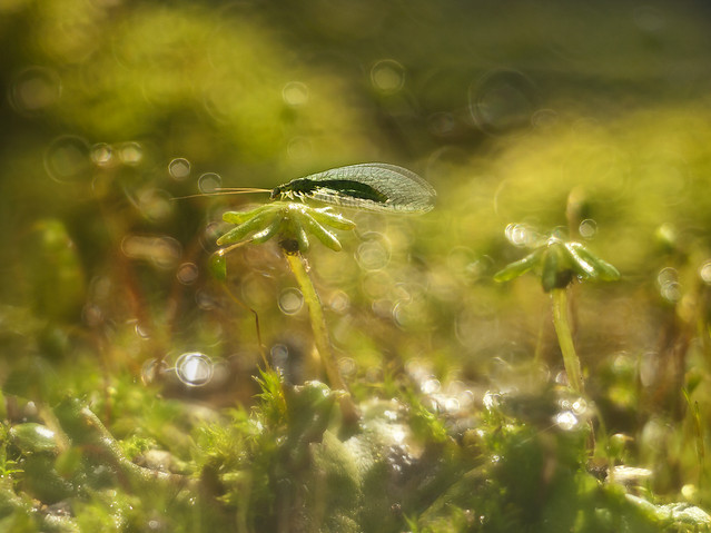 macrofun Kubełkowa dżungla