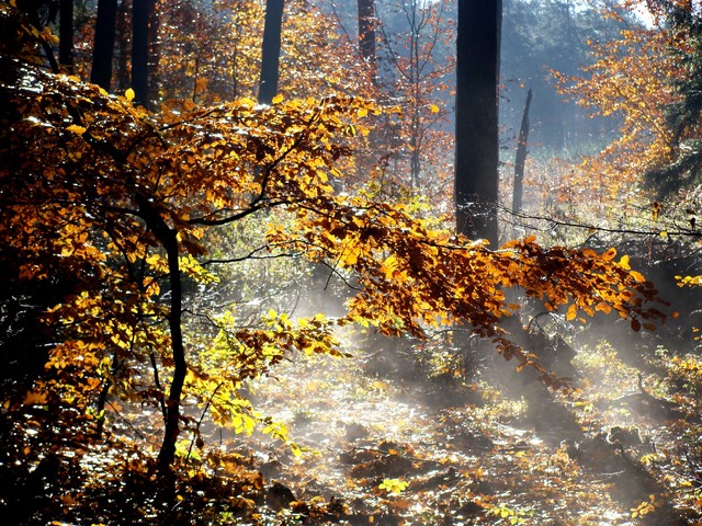 Krzysiek Cegiełka #236338